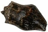 Cretaceous Fossil Dinosaur (Thescelosaurus) Tooth - Montana #306575-1